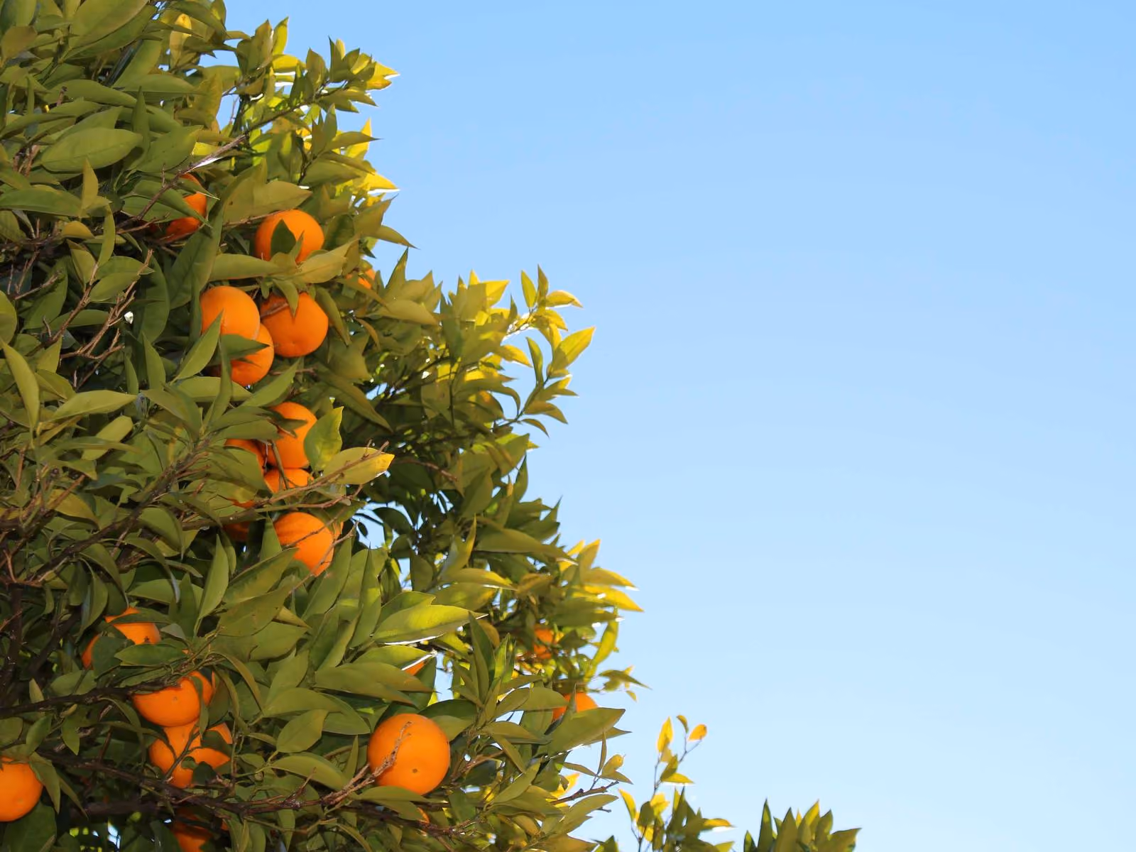 Laranjeira carregada de fruto contra um céu limpo